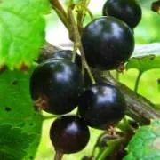 Саженцы смородины черной (Ribes nigrum Ядрёная BR 1-но летнее)