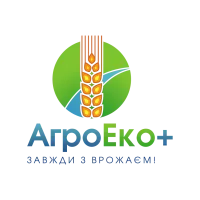 Пшеница озимая БОГДАНА (элита)