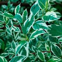 Дерен белый Cornus alba Kesselringii C3 20-40