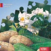 Фунгицид Курзат Р, СП (689,5+42 г/кг)