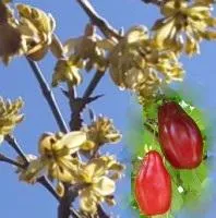 КИЗИЛ ОБЫКНОВЕННЫЙ Cornus mas