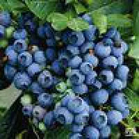 Саженцы голубики Эрли Блю \ Vaccinium Early Blue С5