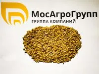 Яровой ячмень Владимир