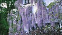 Глициния обильноцветущая, или многоцветковая, или японская (Wisteria florib)